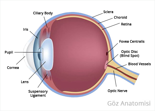 göz anatomisi